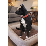 Чудесная собачка Марси ищет дом и семью!