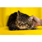 Кошка Пуся ищет дом!