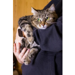 Кошка Пуся ищет дом!