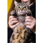 Кошка Пуся ищет дом!