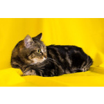 Кошка Пуся ищет дом!