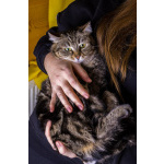 Кошка Пуся ищет дом!