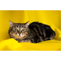 Кошка Пуся ищет дом!