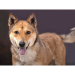 Самая ласковая и добрая собачка Лори ищет дом