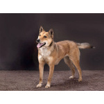 Самая ласковая и добрая собачка Лори ищет дом