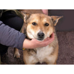 Самая ласковая и добрая собачка Лори ищет дом