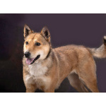 Самая ласковая и добрая собачка Лори ищет дом