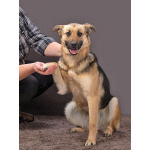 Молодая, ласковая и общительная собачка Альма ищет дом