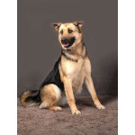 Молодая, ласковая и общительная собачка Альма ищет дом