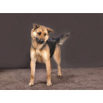 Молодая, ласковая и общительная собачка Альма ищет дом