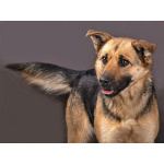 Молодая, ласковая и общительная собачка Альма ищет дом