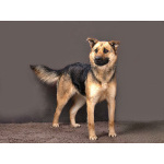 Молодая, ласковая и общительная собачка Альма ищет дом