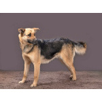 Молодая, ласковая и общительная собачка Альма ищет дом