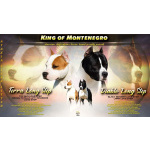 Американский стаффордширский терьер щенки