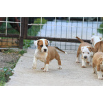 Американский стаффордширский терьер щенки