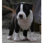 Американский стаффордширский терьер щенки