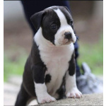 Американский стаффордширский терьер щенки