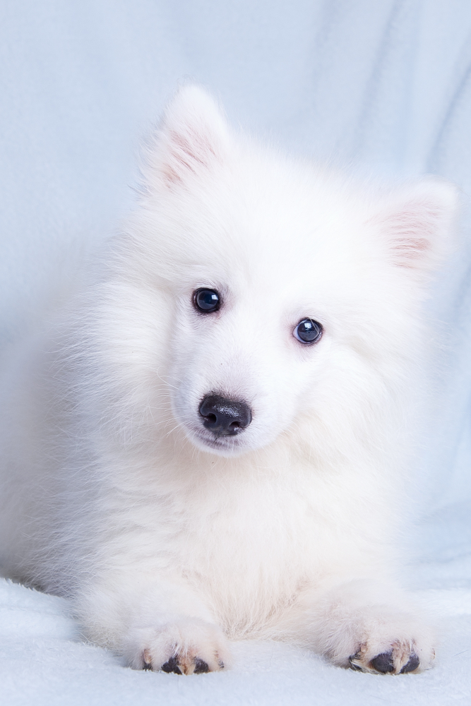 Щенок японского шпица