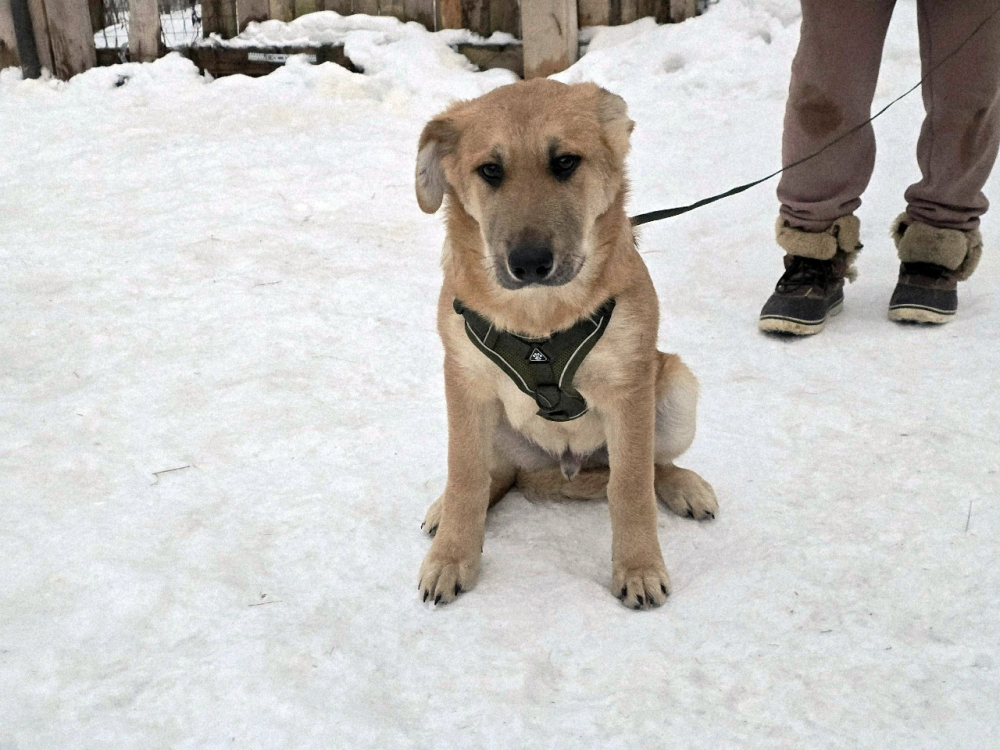 Щенки-мальчишки ищут дом