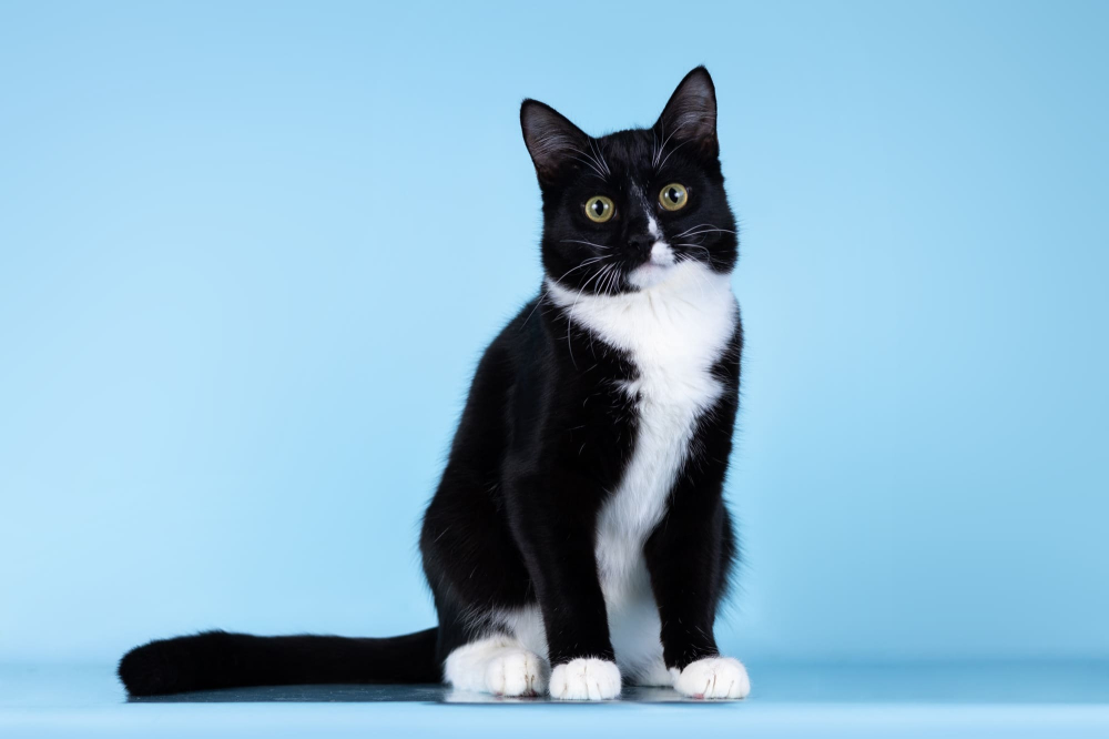 Малыш Чертенок ищет дом.