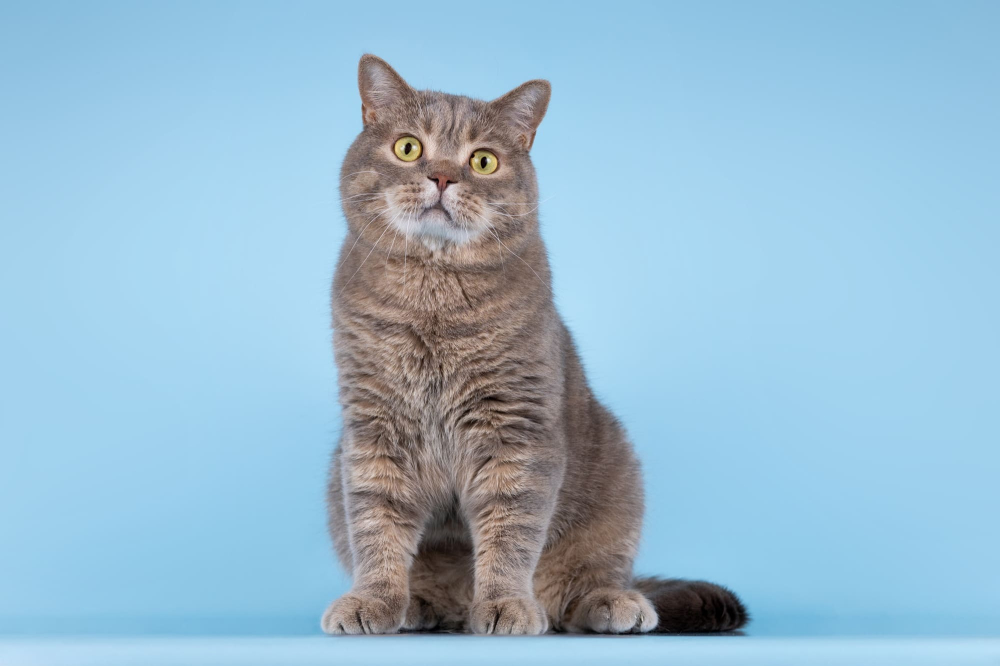 Шотландец Митенька в добрые руки.