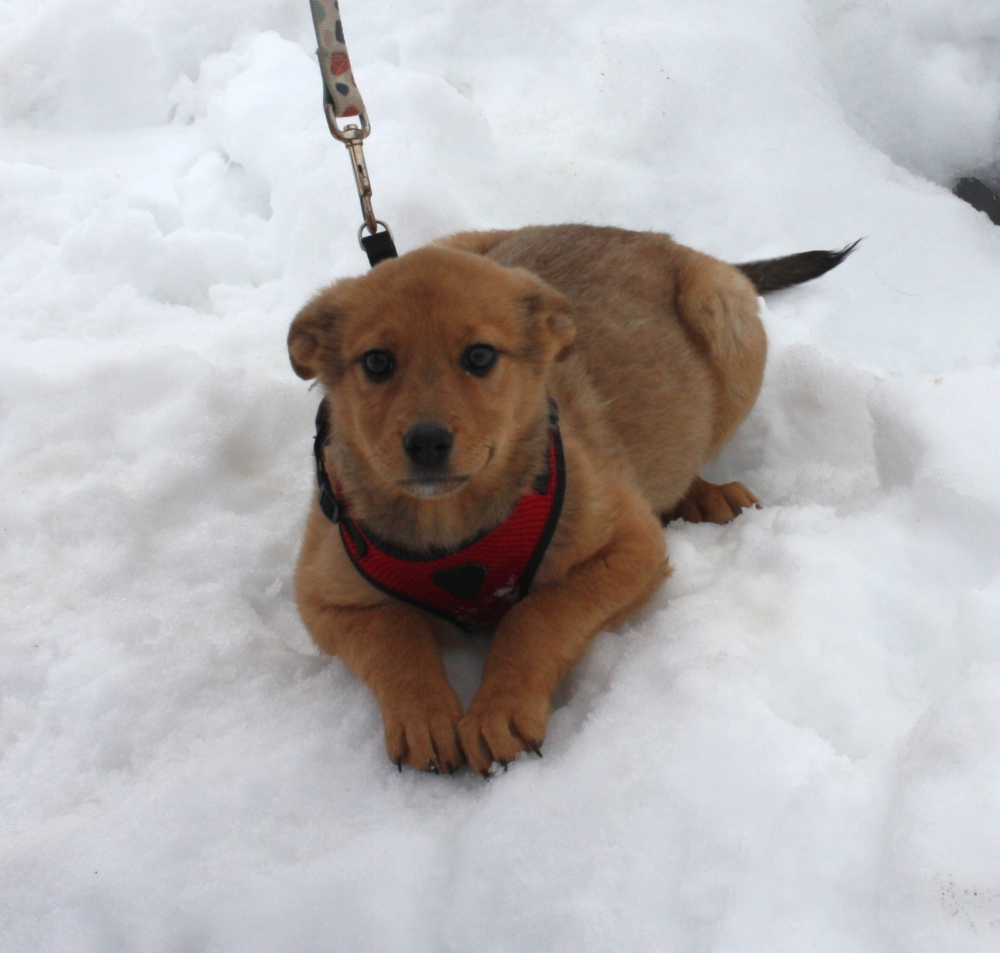 Щенулька Лисёна ищет свою любимую семью