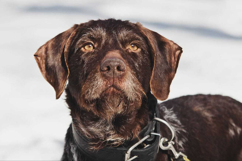 Немецкий дратхаар Линда в добрые руки