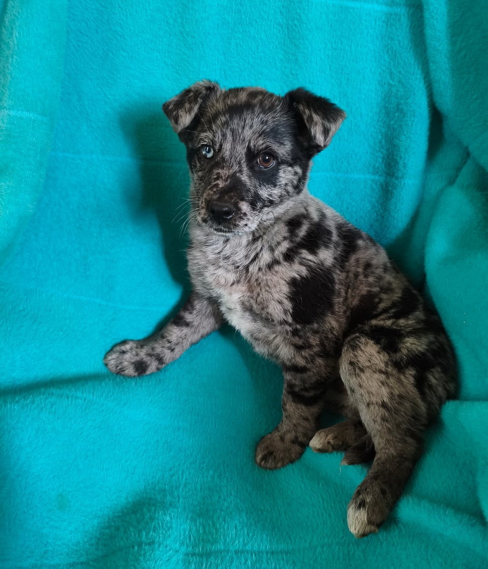 Редкий щенок