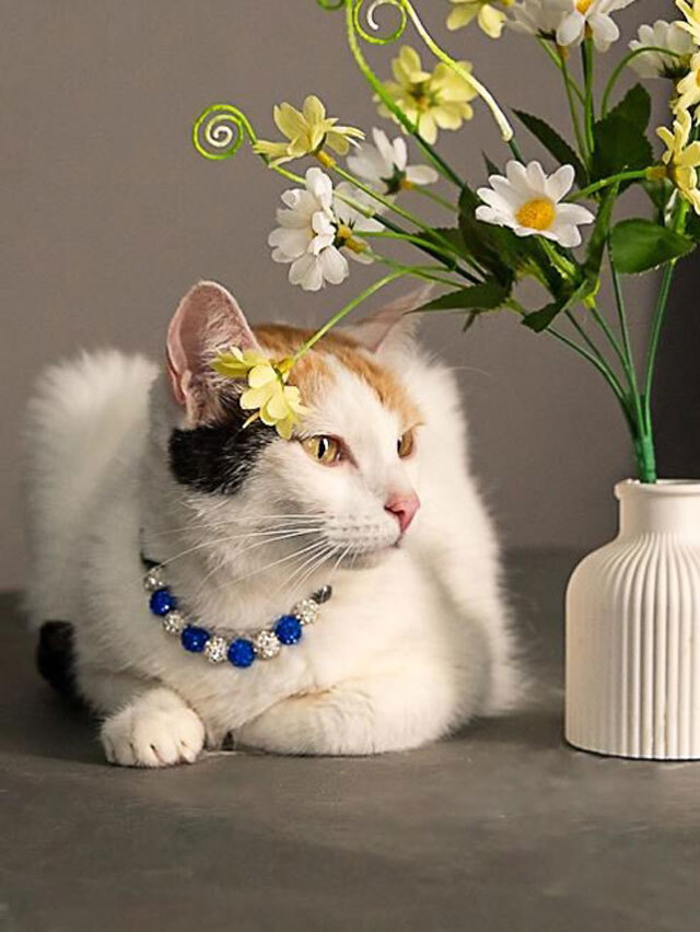 Ласковая и нежная кошечка Снежинка ищет дом