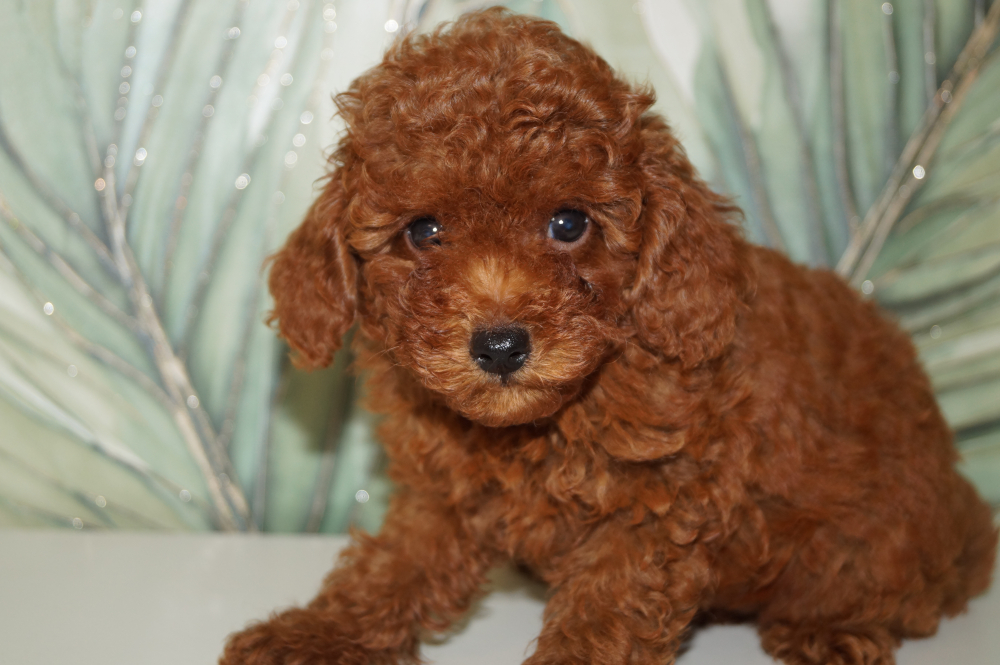 Щенок миниатюрного пуделя- РКФ