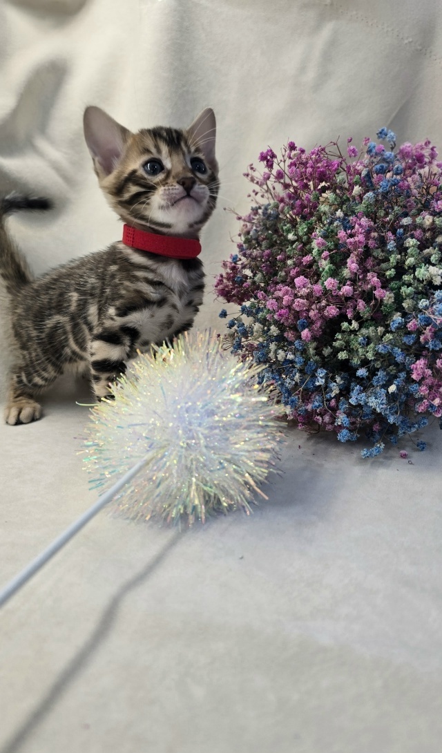 Ласковые бенгалы