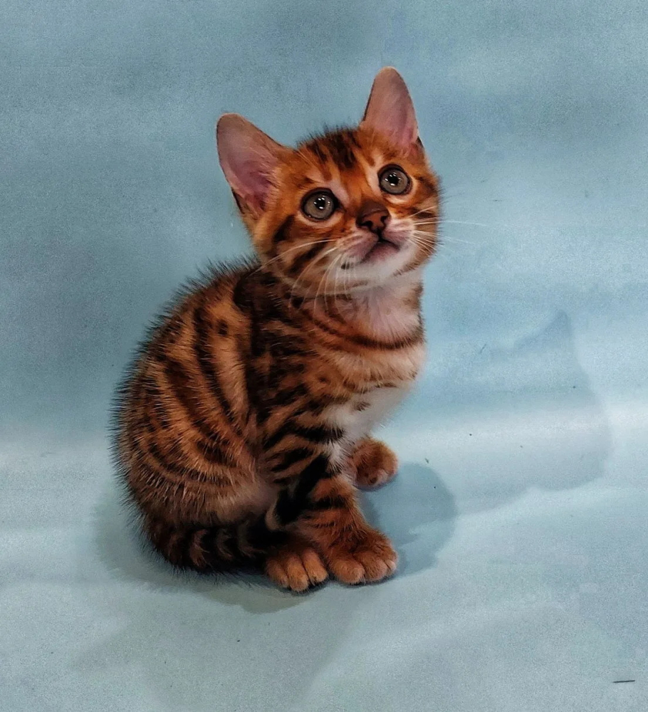 Бенгальская кошка