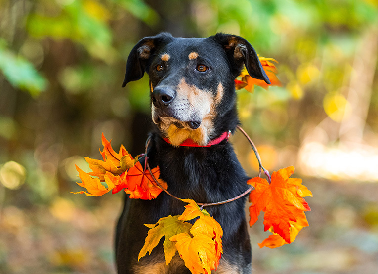 Мужественный красавец Кир в добрые руки.