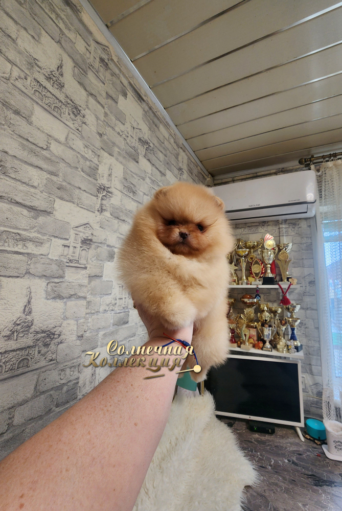 Девочка померанского шпица медвежонок