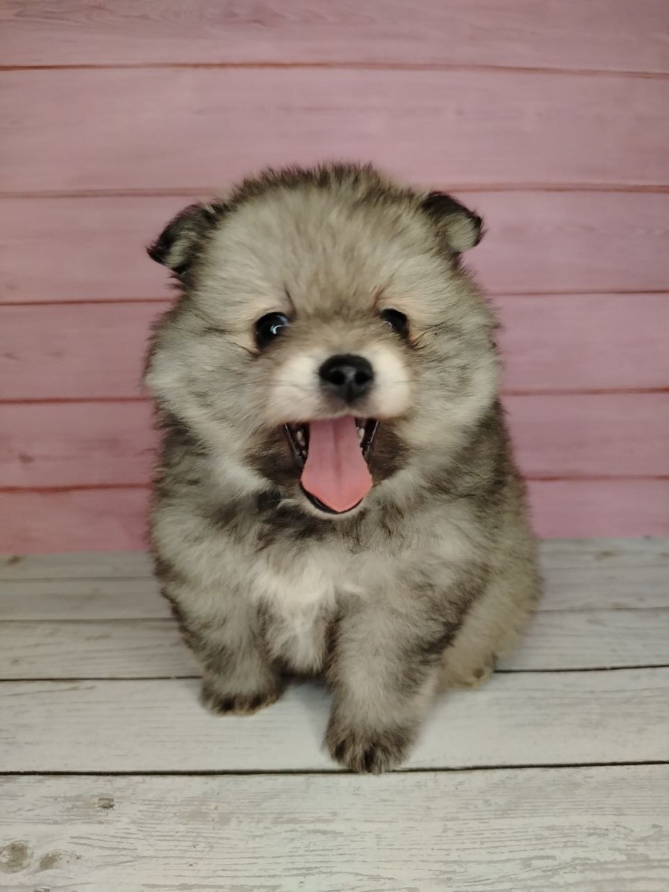 Померанский шпиц, уникальный окрас на изысканный вкус!