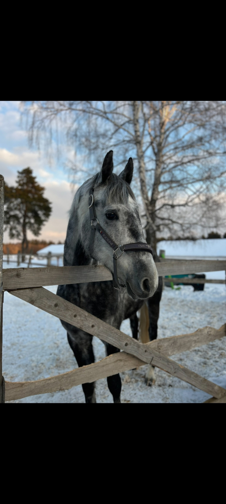 Орловский рысак