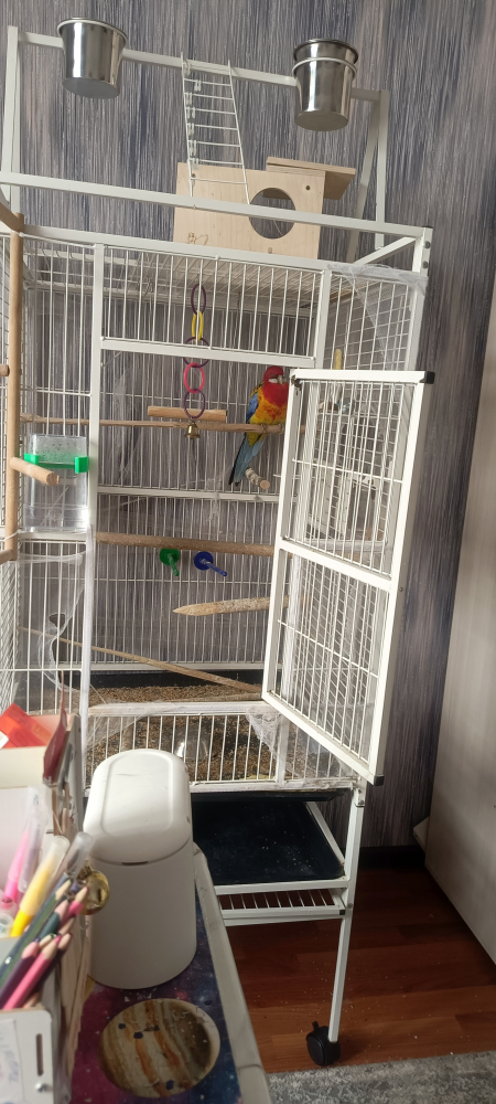 Попугай розелла. Самка