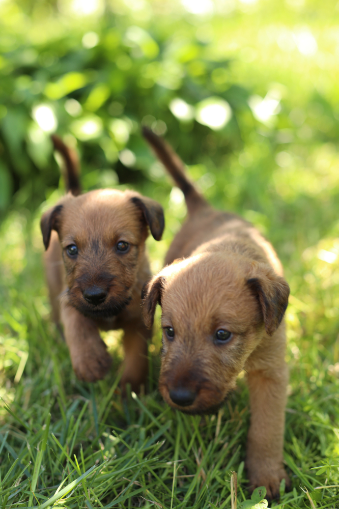 Ждём щенков ирландского терьера