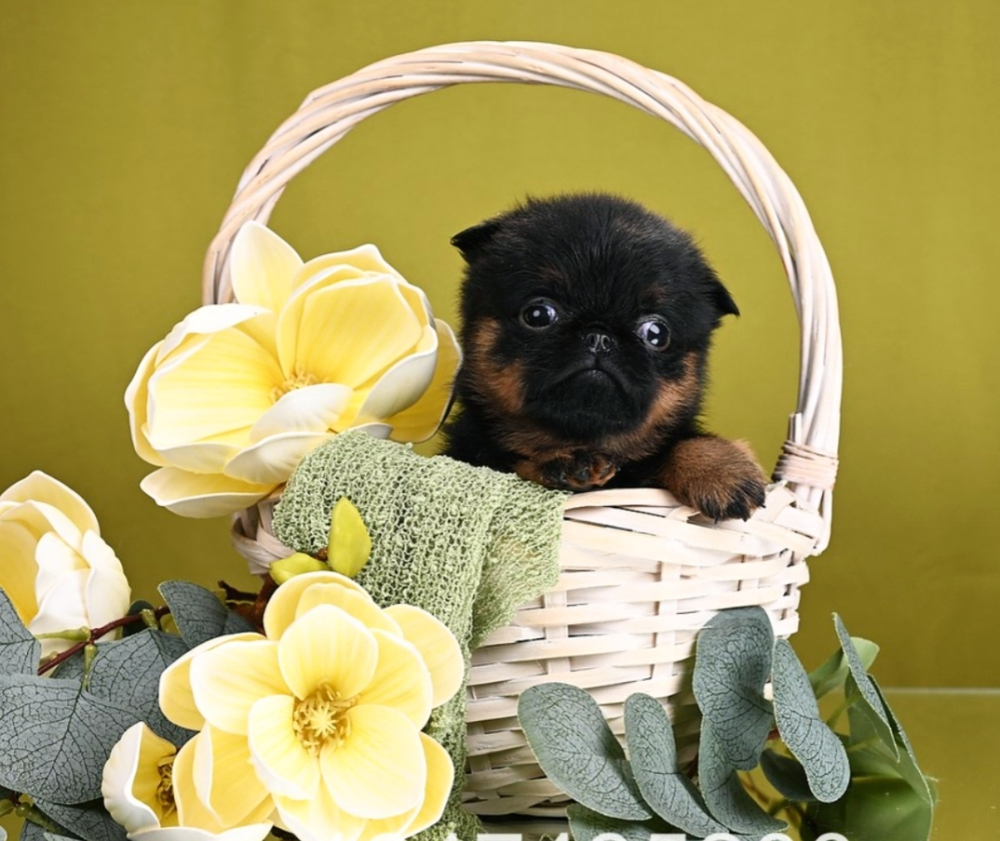 Пти-брабансон девочка