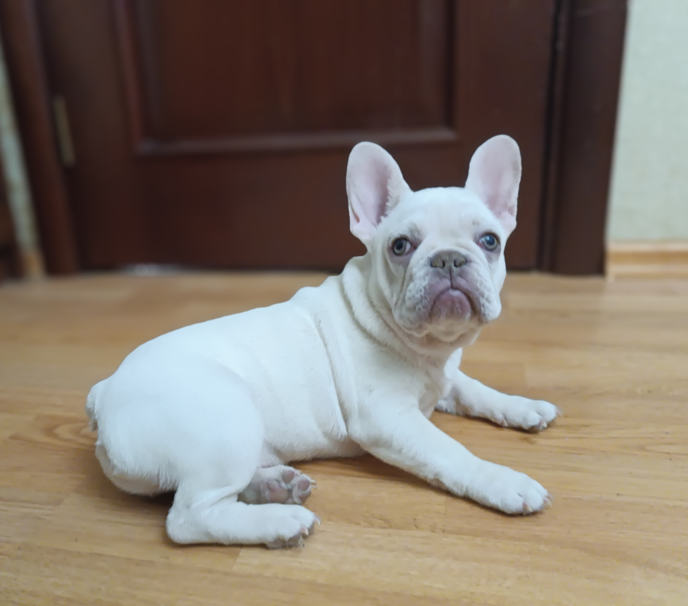 Продаю щенков французского бульдога