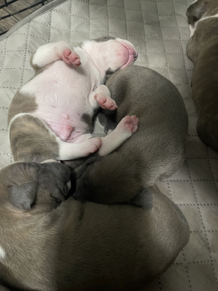 Замечательные карапузы АСТ