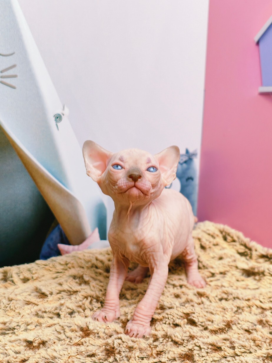 Котята канадского сфинкса