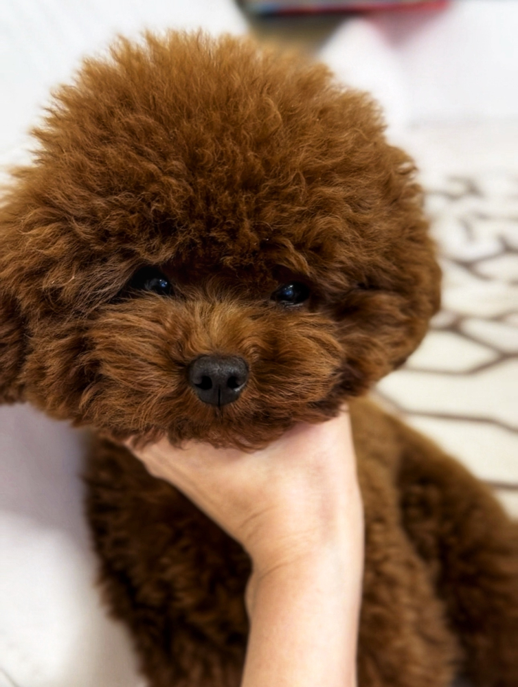 Мальтипу | тикап тедди пудель Китай