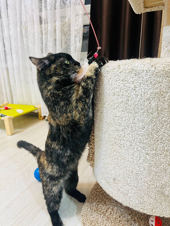 Метис породы манчкин Шерри в добрые руки