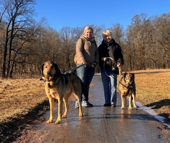Верные и преданые товарищи-собаки ищут дом