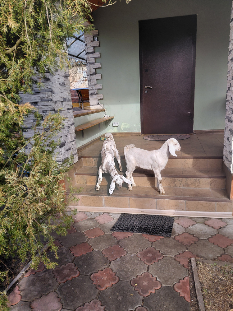 Козлята от молочной козы