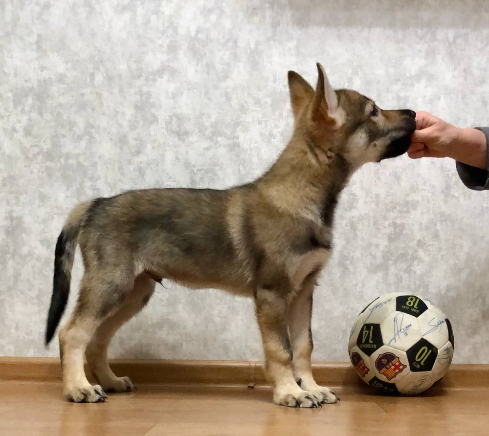 Чехословацкий влчак