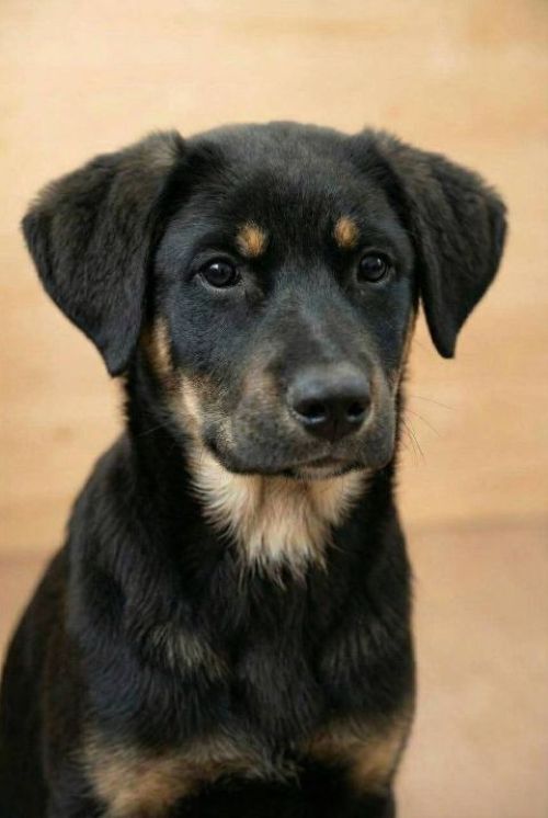 Красавица Каштанка, ласковый щенок-подросток ищет дом