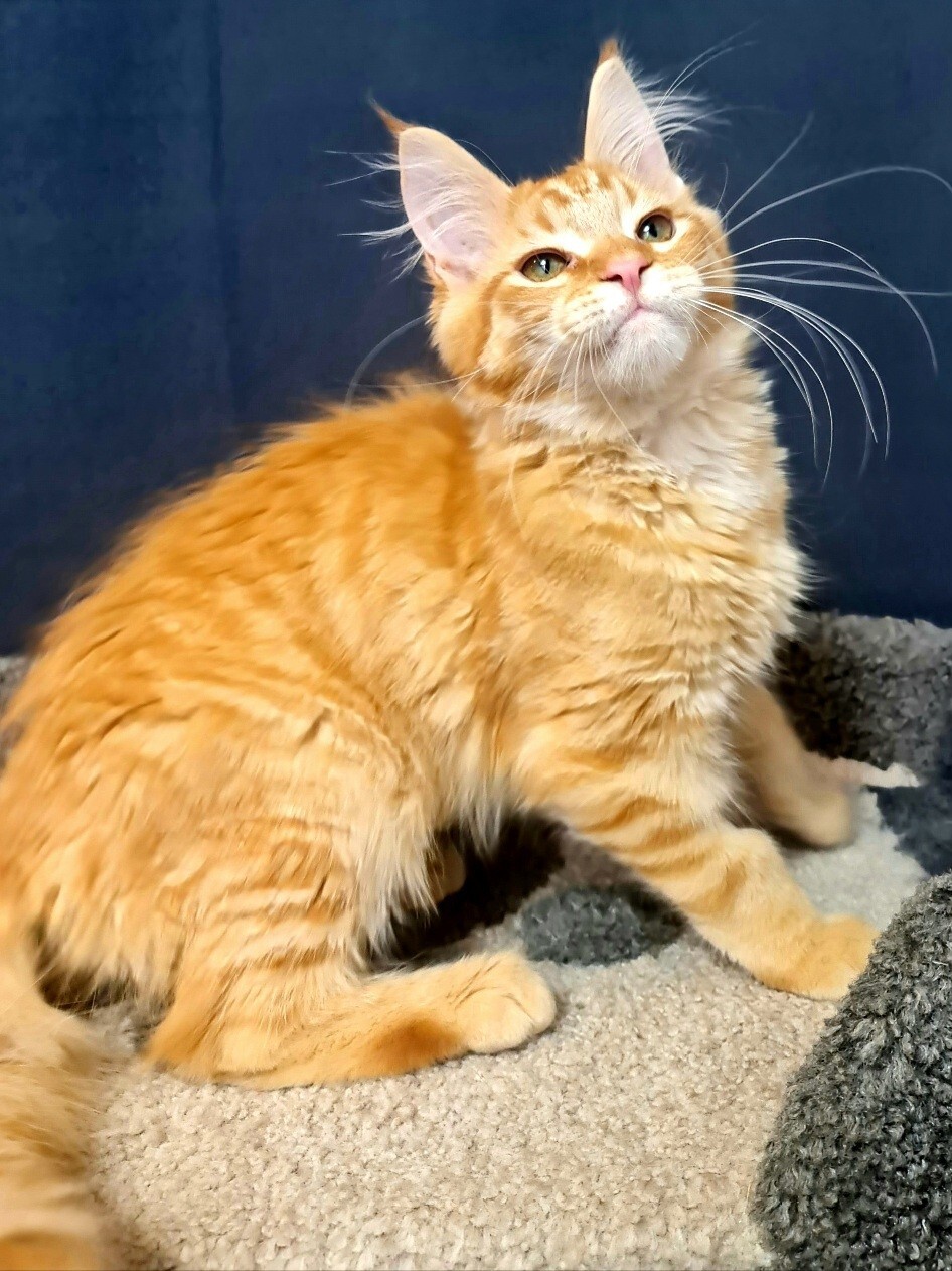 Мейн кун котенок