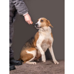 Зара, обворожительная, статная гончая ищет дом